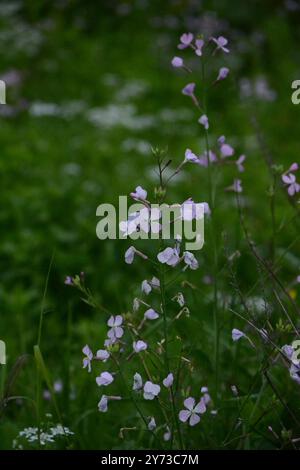 Une fleur sauvage sur la côte de Kineret Banque D'Images