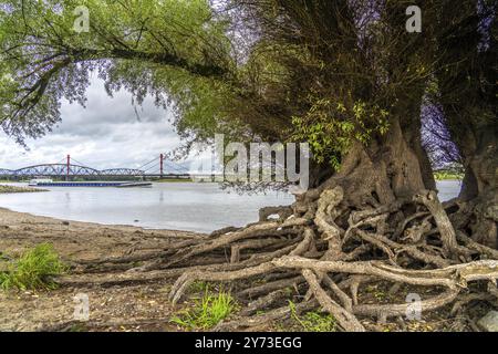 Rive du Rhin près de Duisburg-Baerl, vieux saule argenté, racines exposées, cargo, pont ferroviaire Haus-Knipp, pont autoroutier Beeckerwerth, Rhénanie du Nord-Wes Banque D'Images