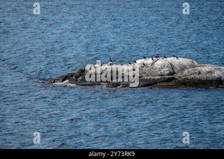 Sandefjord, Norvège - 10 août 2022 : oiseaux de mer assis sur un petit skerry dans la mer Banque D'Images