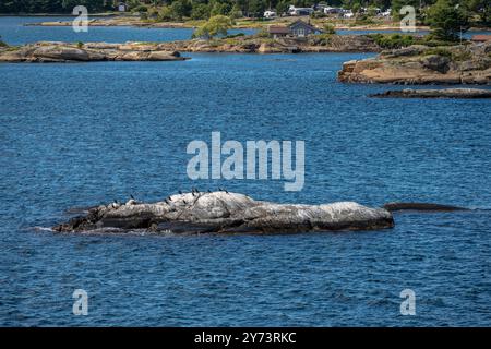 Sandefjord, Norvège - 10 août 2022 : oiseaux de mer assis sur un petit skerry dans la mer Banque D'Images