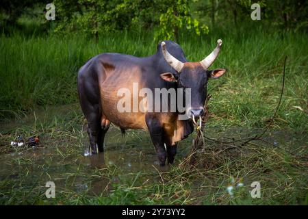 Chiang mai, Thaïlande. 27 septembre 2024. Une vache est attachée dans les eaux de crue dans le district de Saraphi après des pluies continues. Les inondations à Chiang mai ont été causées par des précipitations continues, magasin d'électronique, ce qui a entraîné le ruissellement de Doi Suthep se jetant dans les zones de basse altitude. Les fortes pluies ont également provoqué le débordement de la rivière Ping à plusieurs endroits de la ville, endommageant des maisons et provoquant des embouteillages sur de nombreuses routes. (Photo de Pongmanat Tasiri/SOPA images/Sipa USA) crédit : Sipa USA/Alamy Live News Banque D'Images