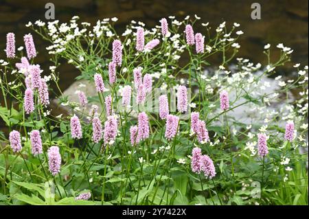 Fleurs de printemps roses de Persicaria bistorta 'Superba' dans le jardin britannique mai Banque D'Images