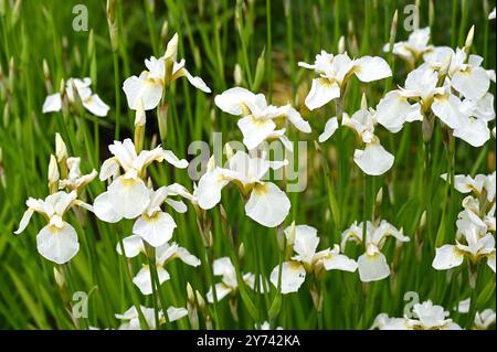 Fleurs de printemps blanches de Iris sibtosa 'Butterfly Fountain' dans le jardin britannique mai Banque D'Images