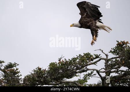 Aigle à tête blanche débarquant sur le sommet d'un arbre dans la baie de Kachemak en Alaska Banque D'Images