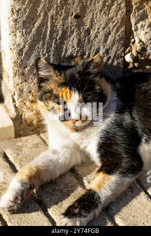 Chat Calico dormant au soleil dans le village de Komiza, île de vis, Croatie Banque D'Images