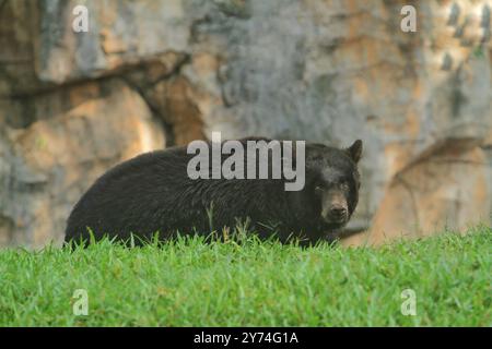 un ours noir regarda attentivement devant lui dans l'herbe Banque D'Images