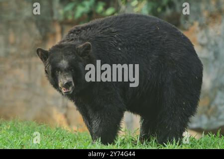 un ours noir regarda attentivement devant lui dans l'herbe Banque D'Images