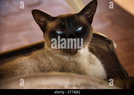 Un chat est allongé sur une chaise les yeux fermés. Le chat regarde la caméra avec un regard de gêne Banque D'Images