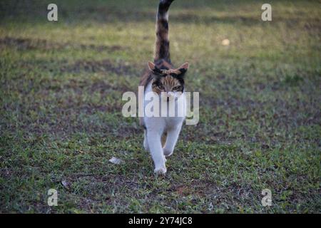 Un chat marche sur l'herbe. Le chat est brun et blanc Banque D'Images