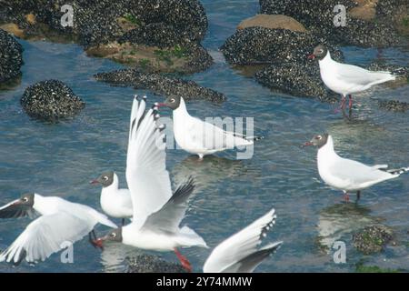 Mouettes à tête brune pêchant au bord de la mer Banque D'Images