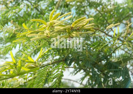 Prosopis Cineraria ou épine de pétai, une plante qui ressemble à un arbre de pétai mais a des épines pointues Banque D'Images