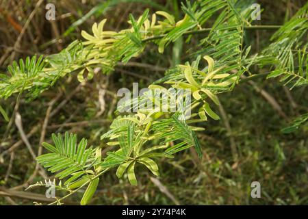 Prosopis Cineraria ou épine de pétai, une plante qui ressemble à un arbre de pétai mais a des épines pointues Banque D'Images