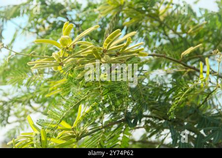 Prosopis Cineraria ou épine de pétai, une plante qui ressemble à un arbre de pétai mais a des épines pointues Banque D'Images