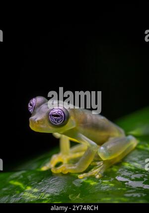 Grenouille de verre (Centrolenidae) du Costa Rica Banque D'Images