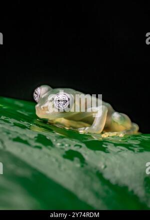 Grenouille de verre (Centrolenidae) du Costa Rica Banque D'Images