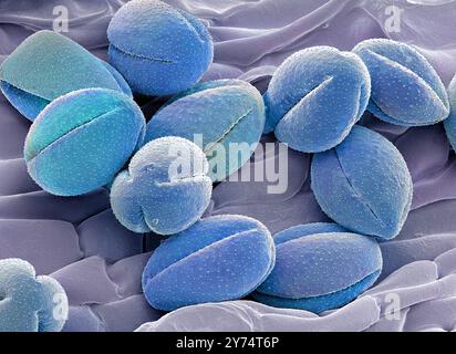 Pollen de fleur de pasque, sem Banque D'Images