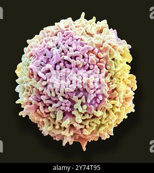 Lymphocyte T au repos. Micrographie électronique à balayage couleur (MEB) d'un lymphocyte T au repos provenant d'un échantillon de sang humain. Les lymphocytes T, ou lymphocytes T, sont un type de globules blancs et des composants du système immunitaire de l'organisme. Ils mûrissent dans le thymus. Les lymphocytes T reconnaissent un site spécifique à la surface des agents pathogènes ou des corps étrangers (antigènes), se lient à celui-ci et attirent les anticorps ou les cellules pour éliminer cet antigène. Spécimen avec l'aimable autorisation du Professeur Greg Towers, University College London. Grossissement : x13000 lors de l'impression à 10 centimètres de large Banque D'Images