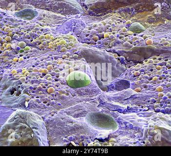 Tissu pancréatique. Micrographie électronique à balayage coloré (MEB) du tissu pancréatique exocrine fracturé, montrant de nombreuses cellules acineuses, contenant des granules de zymogène sécrétoire. La fracture par gel a révélé des noyaux cellulaires plus grands (vert) et les dépressions dans lesquelles ils se trouvent. Les enzymes digestives sont sécrétées dans les granules zymogènes et transmises à l'intestin grêle par les canaux pancréatiques. Grossissement : x1600 pour une impression de 10 centimètres de large. Banque D'Images