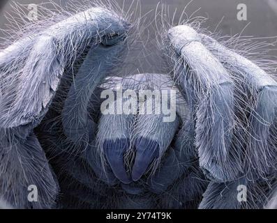 Tarentule, micrographie électronique à balayage coloré (MEB). Les chélicères (centre inférieur) sont deux appendices à segment unique situés juste en dessous des yeux et directement en avant de la bouche. Ils contiennent les glandes à venin qui s'écoulent à travers les crocs. Les crocs sont utilisés pour injecter du venin dans des proies telles que des insectes, des grenouilles et des souris, et aussi pour mastiquer (mâcher). Grossissement : x10 lors de l'impression à 10 centimètres de large. Banque D'Images