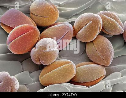 Pollen de fleur de pasque, sem Banque D'Images