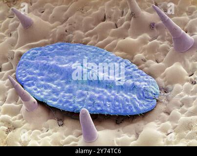 Insecte écailleux. Micrographie électronique à balayage coloré (MEB) d'un insecte écailleux (superfamille des Coccoidea) sur une feuille. Ce ravageur se nourrit de la sève de la plante. Il sécrète un revêtement de cire pulvérulent qui le protège contre les pesticides et les prédateurs. De nombreuses espèces d'écailles sont de graves ravageurs des cultures et sont particulièrement problématiques pour leur capacité à échapper aux mesures de quarantaine. Grossissement : x150 lors de l'impression à 10 centimètres de large. Banque D'Images