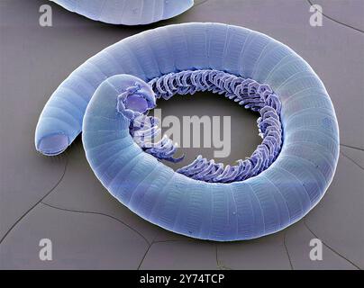 Millipèdes, micrographie électronique à balayage couleur (MEB). Les millipèdes (classe : Diplopoda) ont des corps allongés avec certaines espèces ayant des centaines de pattes, disposées en deux paires de pattes sur chaque segment du corps. Ce sont des herbivores à mouvement lent, se nourrissant principalement de matières végétales mortes et en décomposition. Grossissement : x25 lors de l'impression à 10 centimètres de large. Banque D'Images