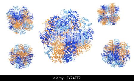 Illustration de la structure enzymatique de la ribulose-1,5-bisphosphate carboxylase/oxygénase (Rubisco). Rubisco est la protéine la plus abondante sur Terre impliquée dans le processus de photosynthèse chez les plantes, les algues et certaines bactéries. Banque D'Images