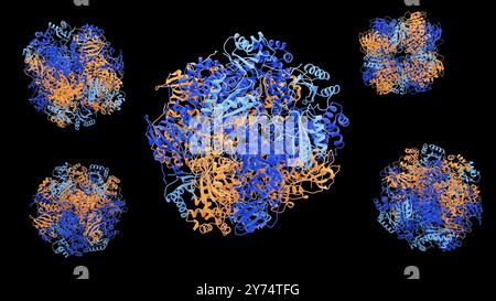 Illustration de la structure protéique de la ribulose-1,5-bisphosphate carboxylase/oxygénase (Rubisco). Rubisco est la protéine la plus abondante sur Terre impliquée dans le processus de photosynthèse chez les plantes, les algues et certaines bactéries. Banque D'Images