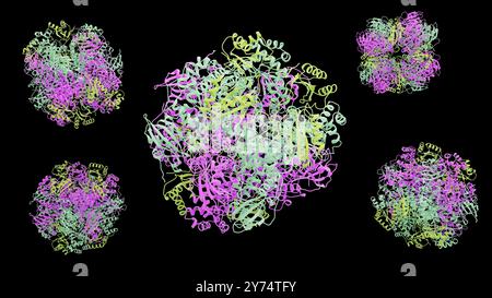 Illustration de la structure protéique de la ribulose-1,5-bisphosphate carboxylase/oxygénase (Rubisco). Rubisco est la protéine la plus abondante sur Terre impliquée dans le processus de photosynthèse chez les plantes, les algues et certaines bactéries. Banque D'Images