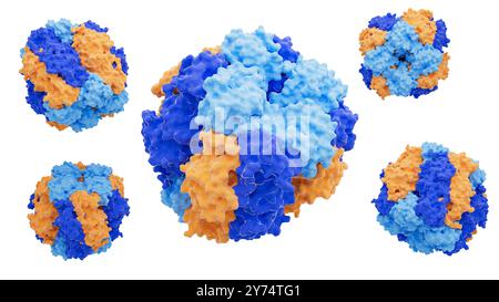 Illustration de la structure enzymatique de la ribulose-1,5-bisphosphate carboxylase/oxygénase (Rubisco). Rubisco est la protéine la plus abondante sur Terre impliquée dans le processus de photosynthèse chez les plantes, les algues et certaines bactéries. Banque D'Images