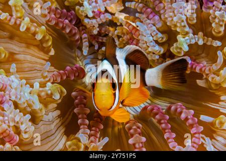 Cette anémonefish juvénile de Clark, Amphiprion clarkii, est photographiée cachée dans une anémone perlée, Heteractis aurora, Yap, Micronésie. Banque D'Images