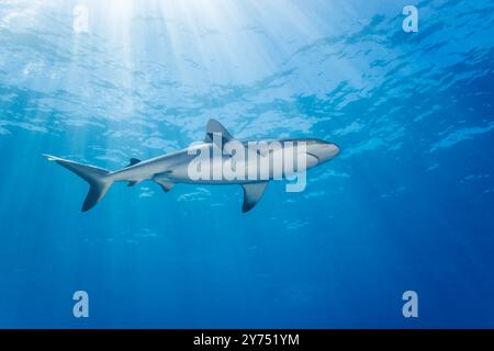 Un seul requin gris de récif, Carcharhinus amblyrhynchos, glisse à travers l'océan au large de l'île de Yap, en Micronésie. Banque D'Images