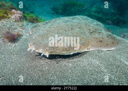 Ce requin ange du Pacifique, Squatina californica, repose sur un fond sablonneux au large de l'île de Santa Barbara, Californie, États-Unis. C’est un corps plat et énorme, en forme d’aile Banque D'Images