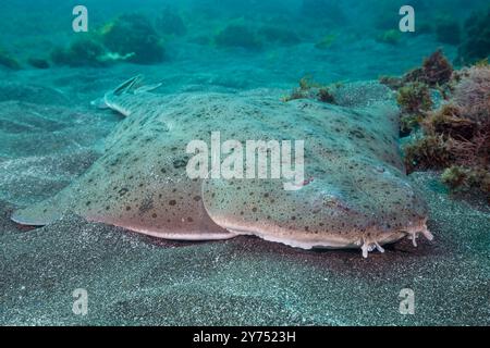 Ce requin ange du Pacifique, Squatina californica, sitson un fond sablonneux au large de l'île de Santa Barbara, Californie, États-Unis. Pour ajouter au camouflage le requin CA Banque D'Images