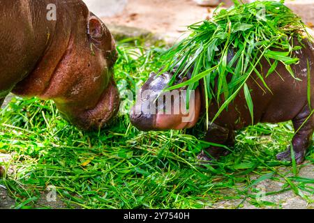 Mère et bébé couplehippopotamus nommé “Moo Deng” au zoo ouvert de Khao Kheow, Chonburi, Thaïlande. Banque D'Images