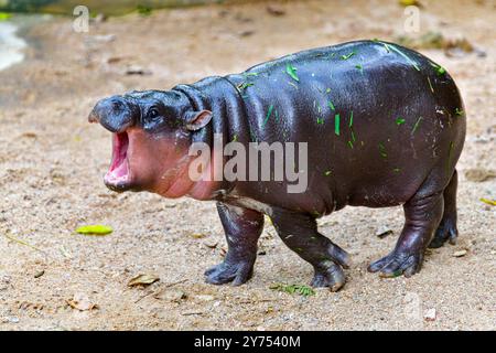 Un hippopotame pygmée nain femelle nommé 'Moo Deng' dans le zoo ouvert de Khao Kheow à Chonburi Thaïlande Banque D'Images