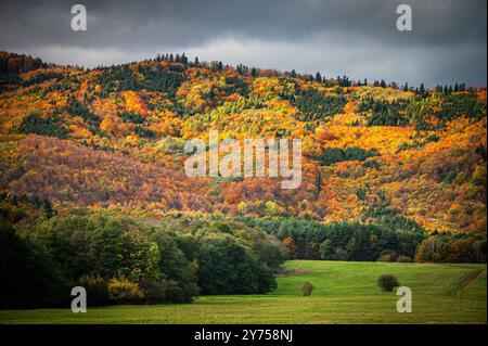 Les teintes dorées et la lumière chaude du soleil remplissent la forêt d'automne des Carpates Banque D'Images