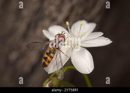 Hoverfly demi-bande commune sur fleur blanche drosera. Banque D'Images