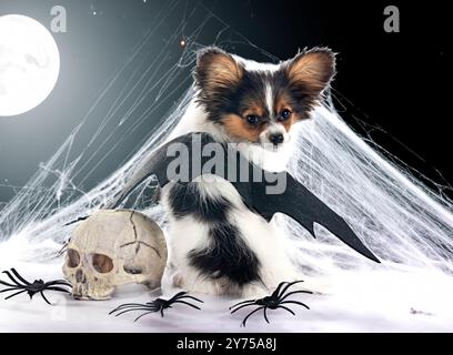 Chiot papillon dog in front of white background Banque D'Images