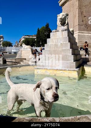 Chien blanc dans la Fontana dei Leoni, Piazza del Popolo, Rome, Italie Banque D'Images