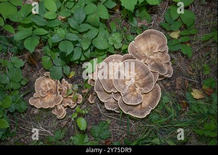 Champignon polypore géant resp. Meripilus giganteus en Forêt, Rhénanie, Allemagne Banque D'Images