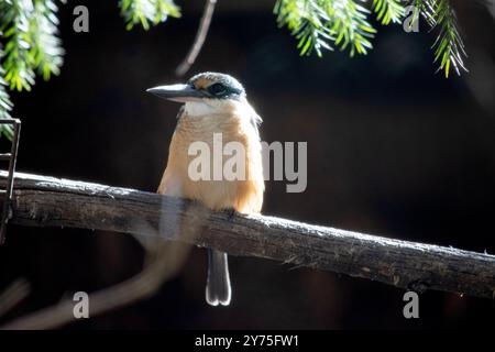 Le kingfisher est un oiseau de la taille d'un moineau qui a le profil typique de kingfisher à queue courte et à grosse tête ; il a des parties supérieures bleues, des parties inférieures blanches et brunes Banque D'Images