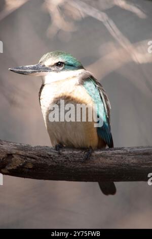 le kingfisher effrayé a un dos turquoise, une croupe et une queue bleu turquoise, des sous-parties blanches et un large col crème. Banque D'Images