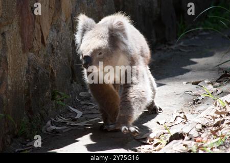 Le Koala a une grande tête ronde, de grandes oreilles de fourrure et un gros nez noir. Leur fourrure est habituellement de couleur gris-brun avec la fourrure blanche sur la poitrine, les bras intérieurs, Banque D'Images