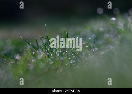 Goldenstedt, Allemagne. 28 septembre 2024. Gouttes de rosée sur des brins d'herbe dans la lande de Goldenstedt. Crédit : Izabella Mittwollen/dpa/Alamy Live News Banque D'Images