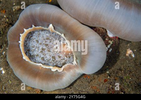 Elephant Ear Anemone, Amplexidiscus fenestrafer, site de plongée Liberty Wreck, Tulamben, Karangasem, Bali, Indonésie Banque D'Images