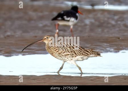 Curlew, avec European Oystercatcher, Blakeney point, Norfolk, Royaume-Uni Banque D'Images