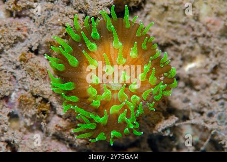 Nourrir le corail champignon, fungites Fungia, site de plongée Batu NiTi, Seraya, Karangasem, Bali, Indonésie Banque D'Images