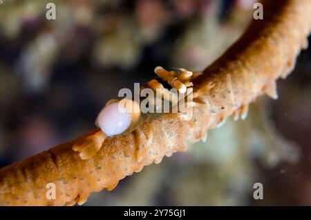 Crevette corail fouettée, unciger de Pontonides, avec isopode, ordre des isopodes, oeufs parasites sur corail fouetté, ordre des Alcyonacées, site de plongée des pyramides, Amed, Karangasem Banque D'Images