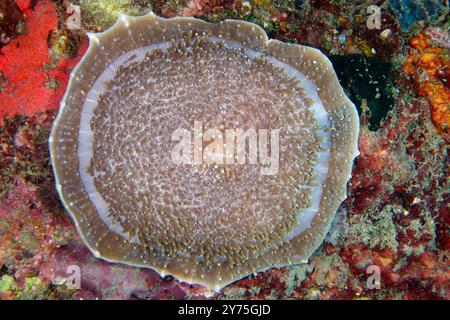 Anémone d'oreille d'éléphant, Amplexidiscus fenestrafer, site de plongée du temple sous-marin, Pemuteran, Bali, Indonésie Banque D'Images